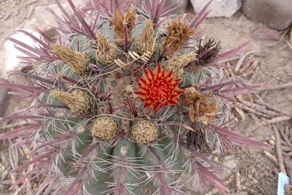 Ferocactus peninsulae