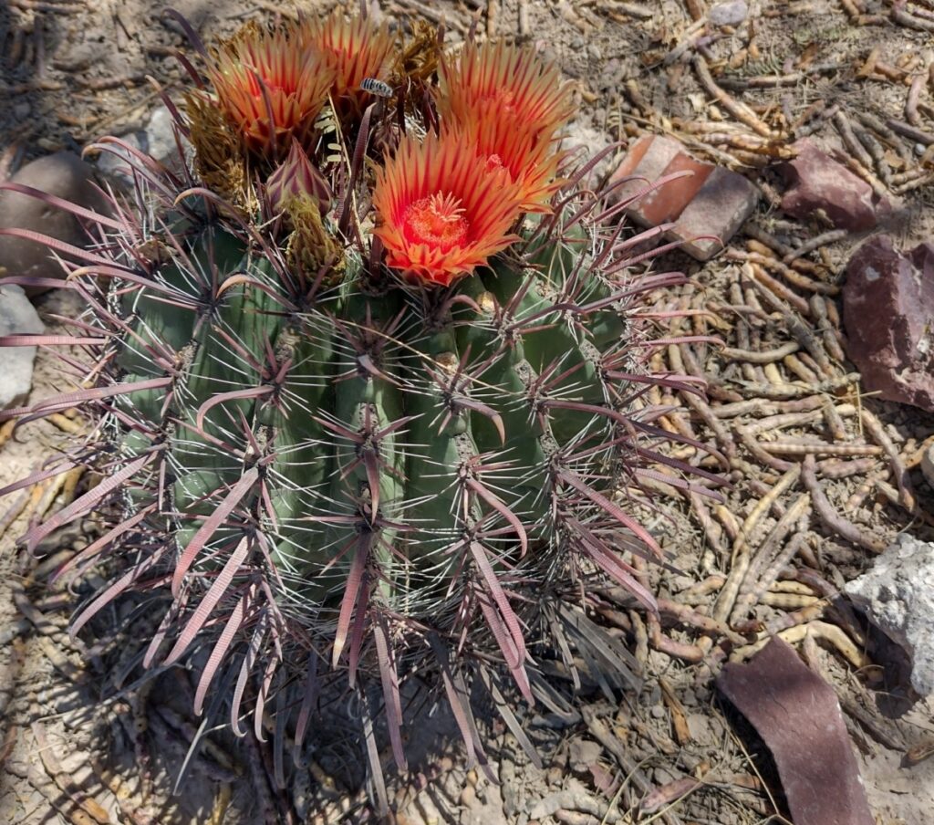 Ferocactus peninsulae
