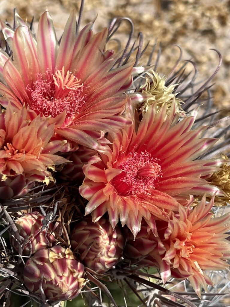Ferocactus peninsulae