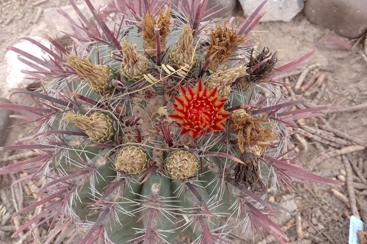 Ferocactus peninsulae