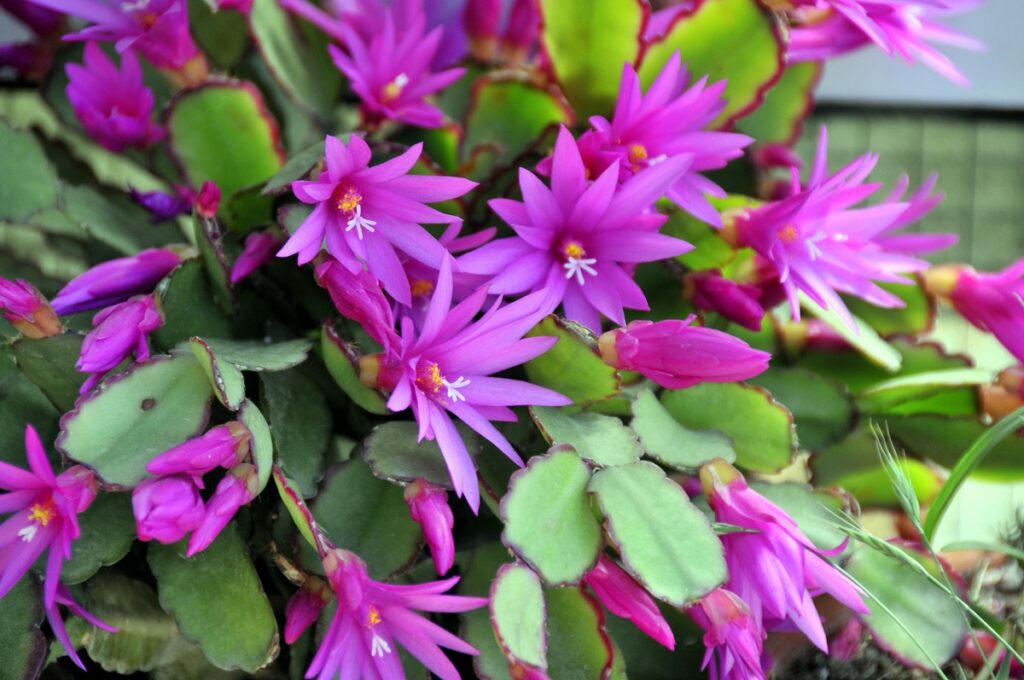 Hatiora rosea