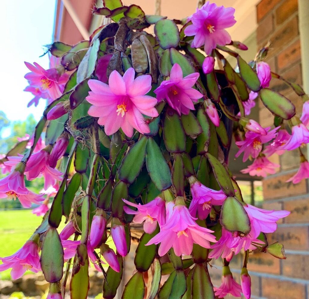 Hatiora rosea