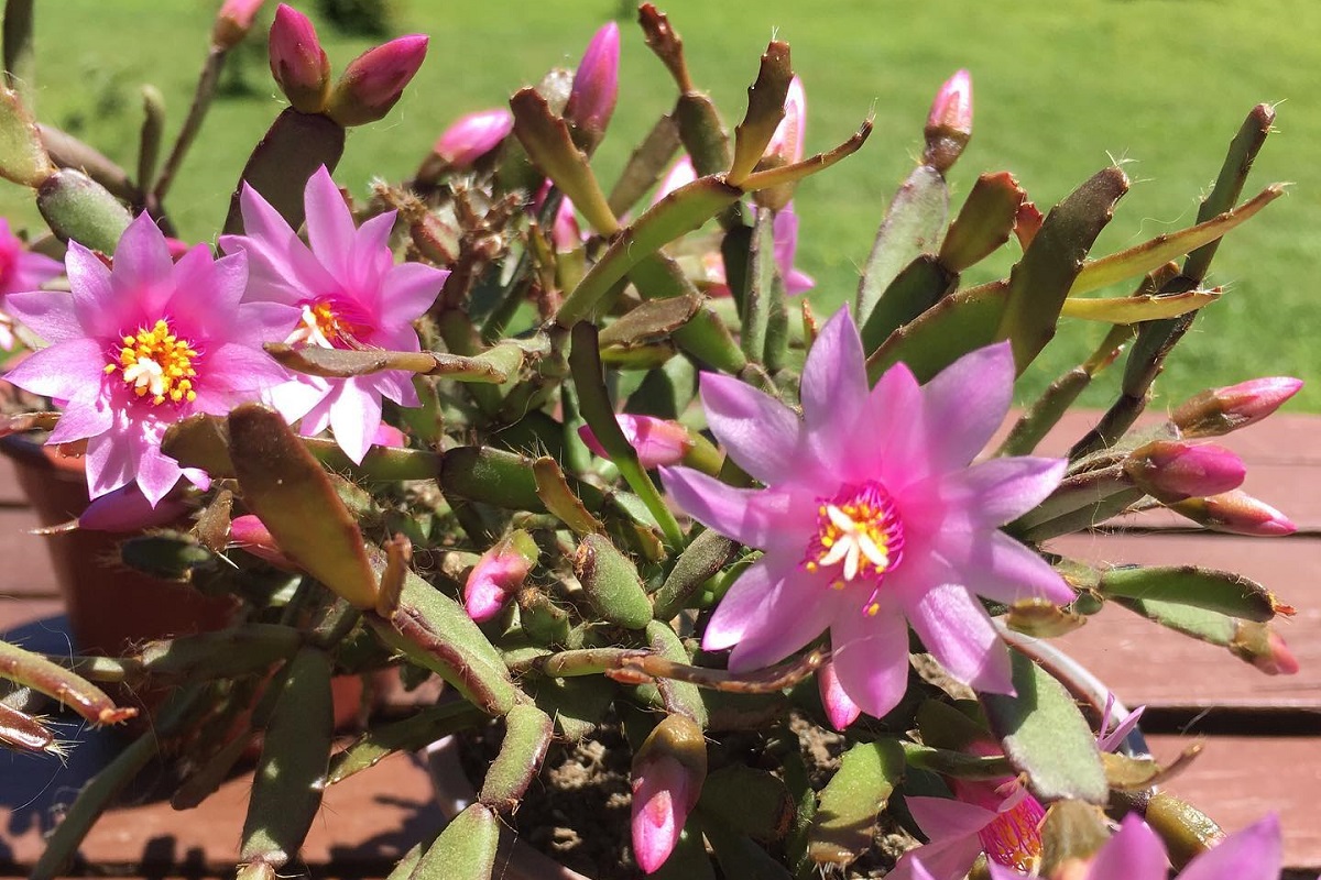 Hatiora rosea