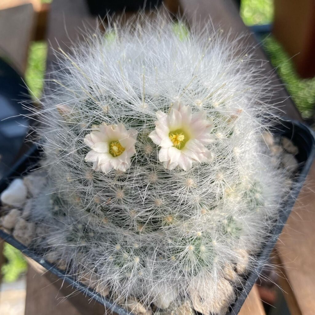 Mammillaria schwarzii