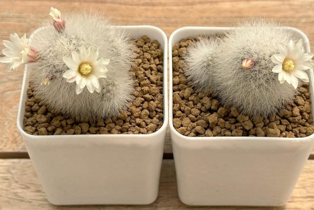 Mammillaria schwarzii