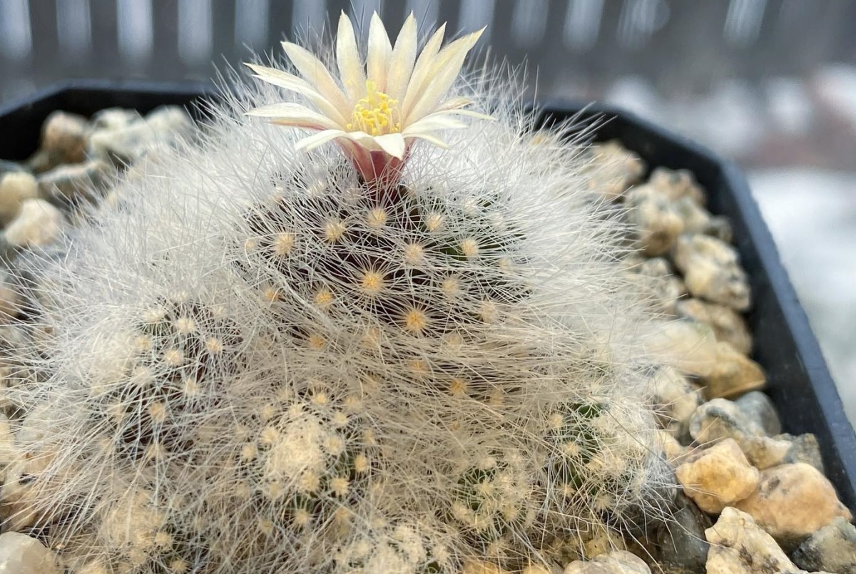 Mammillaria schwarzii