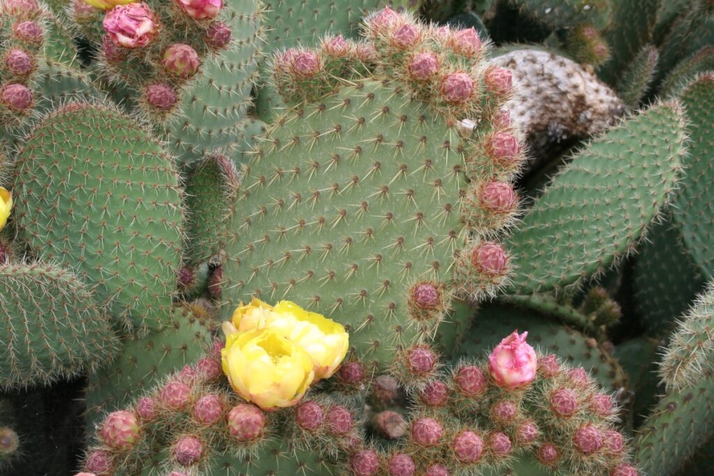 Opuntia scheeri