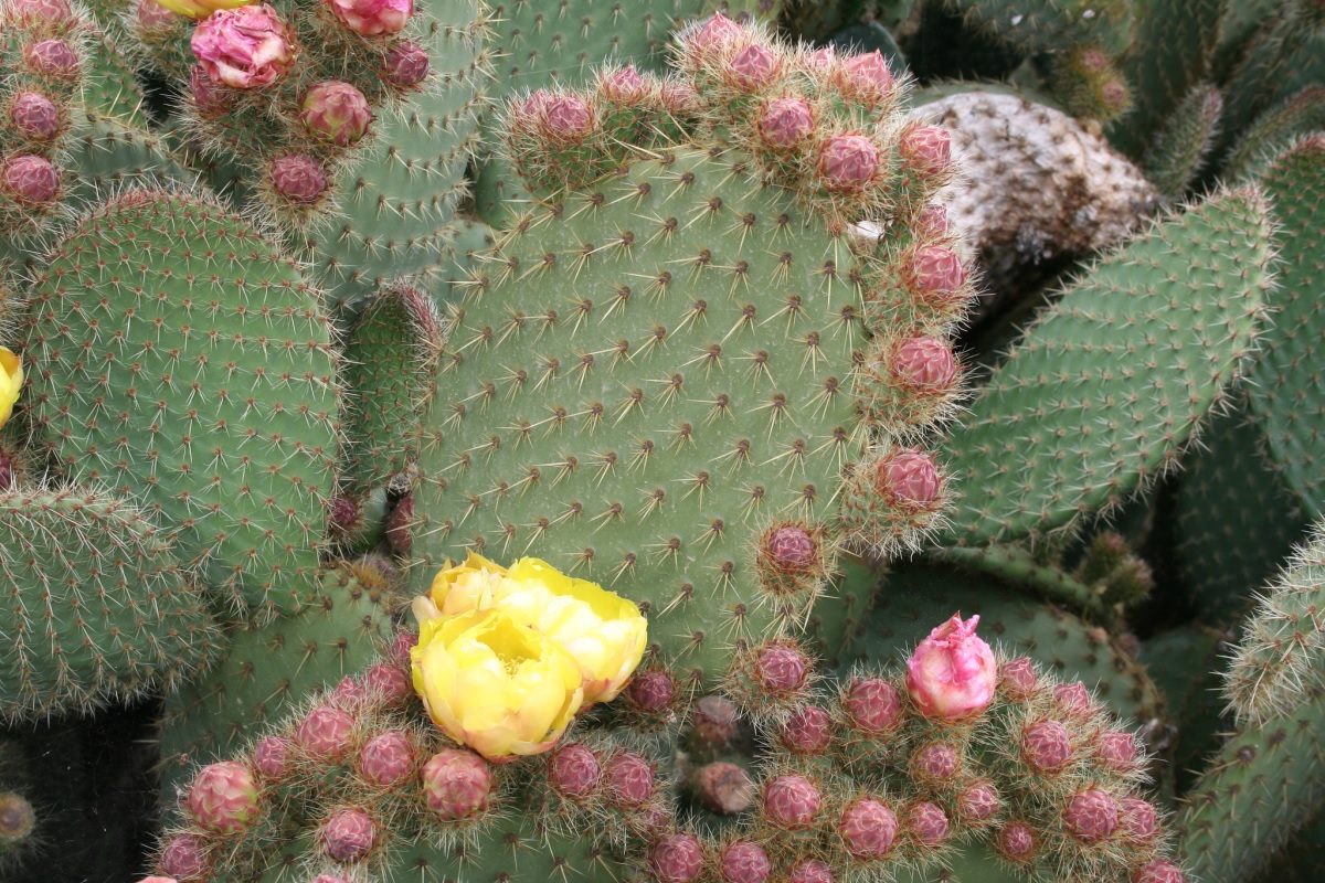 Opuntia scheeri