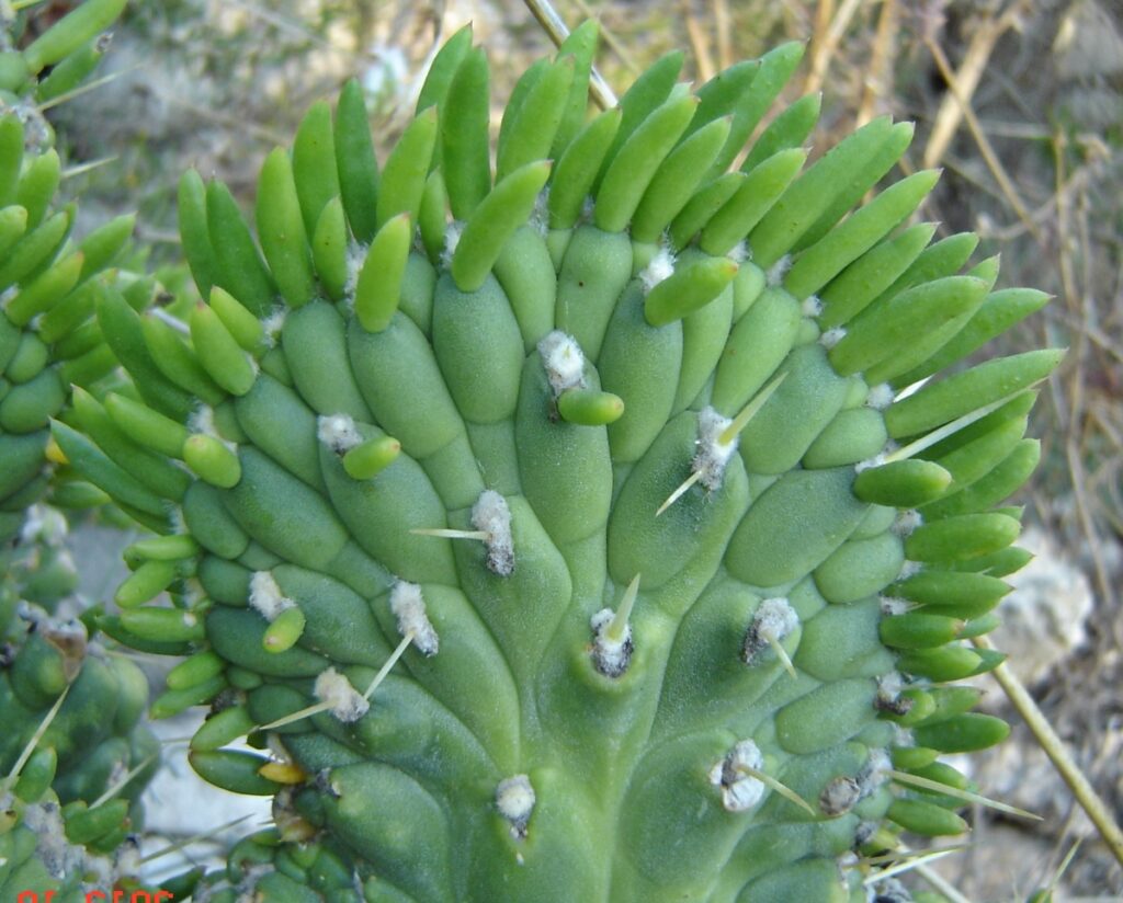 Opuntia subulata cristata