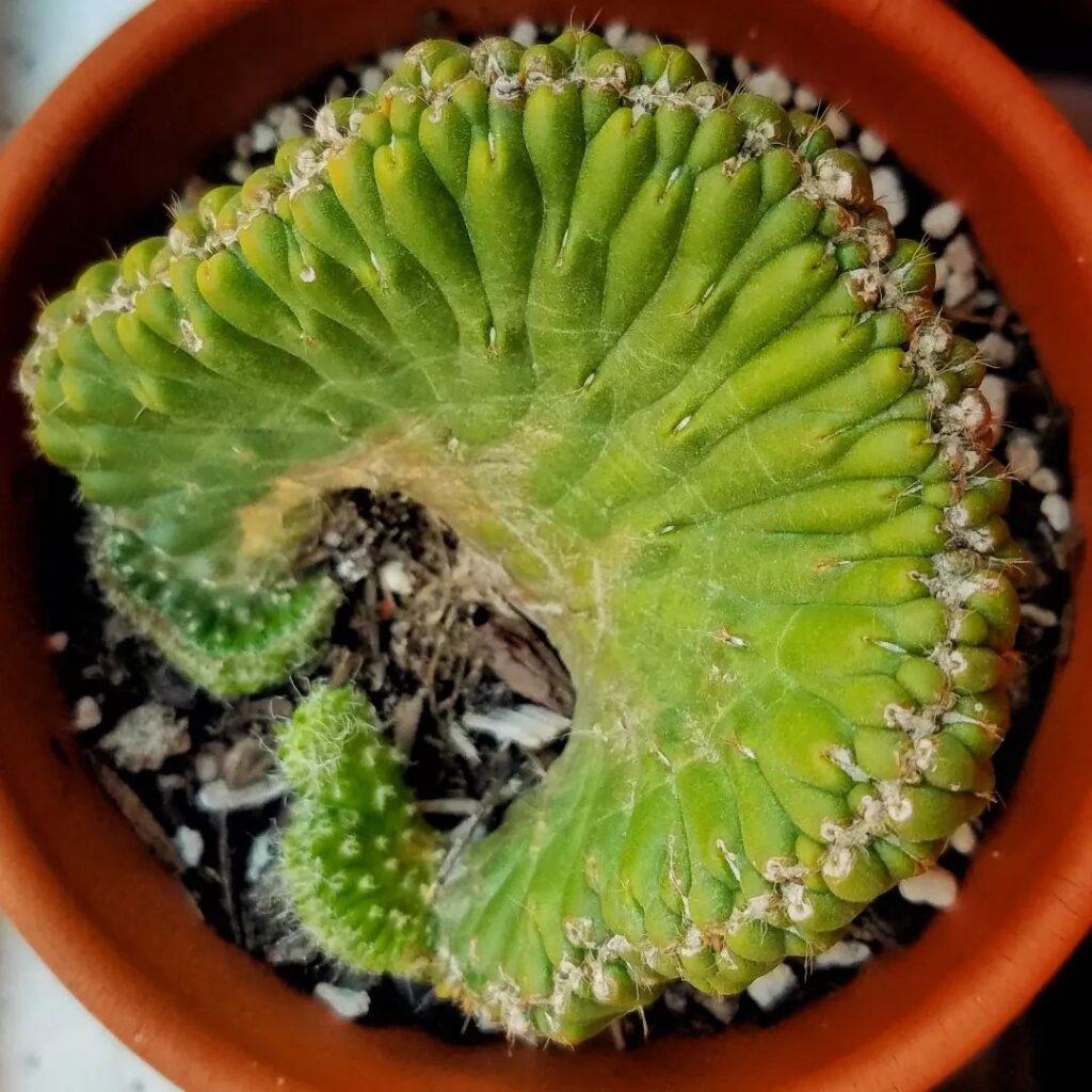 Opuntia subulata cristata
