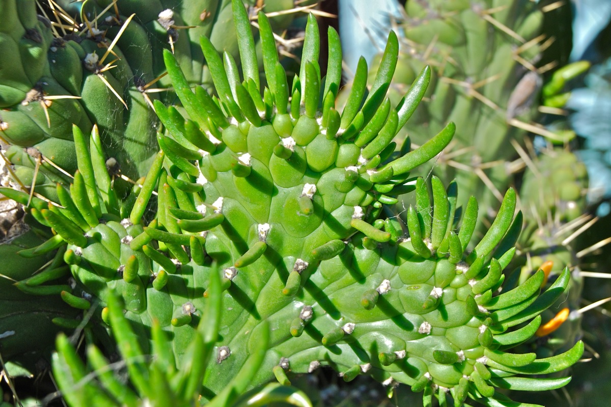 Opuntia subulata cristata