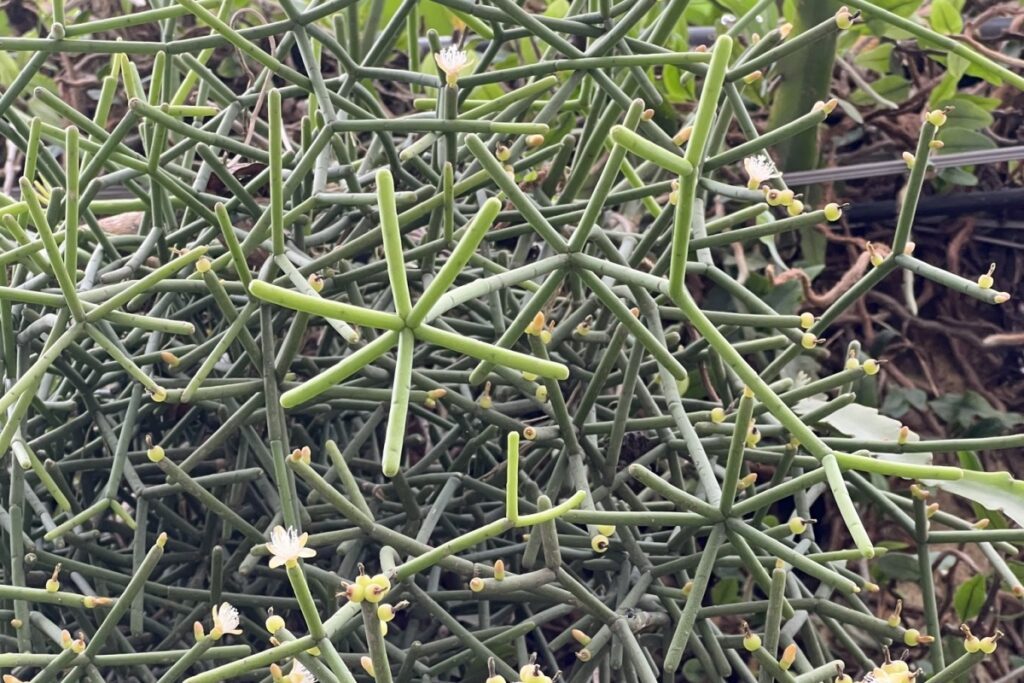 Rhipsalis grandiflora