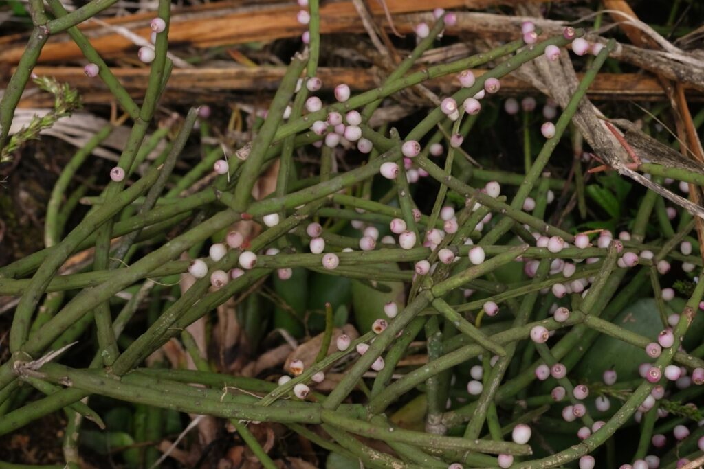 Rhipsalis grandiflora