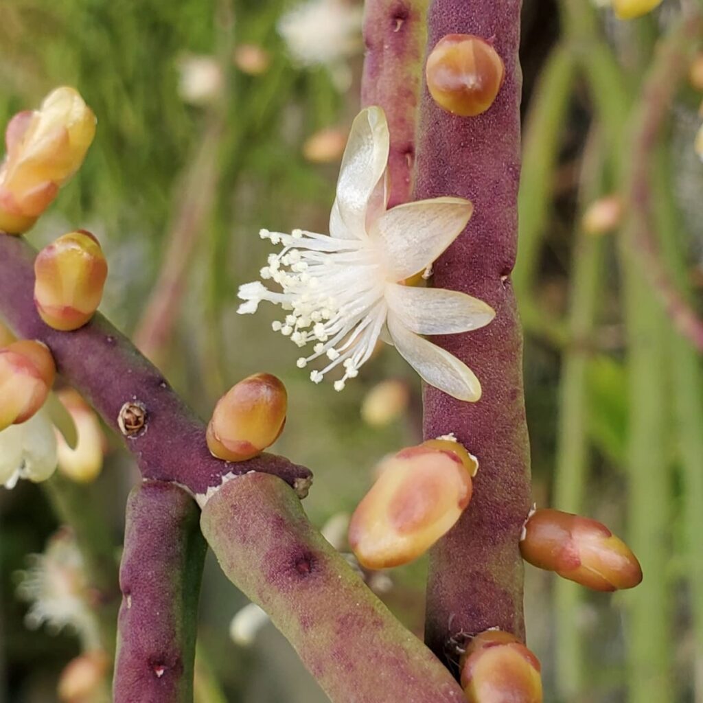 Rhipsalis grandiflora