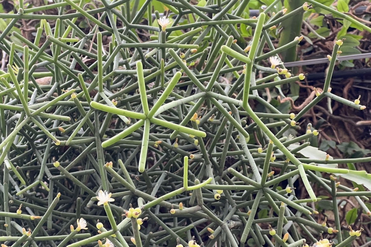 Rhipsalis grandiflora