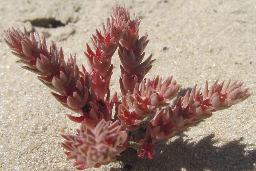 Sedum aetnense