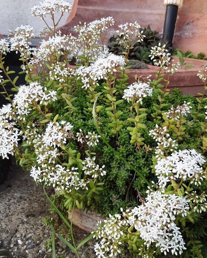 Sedum album