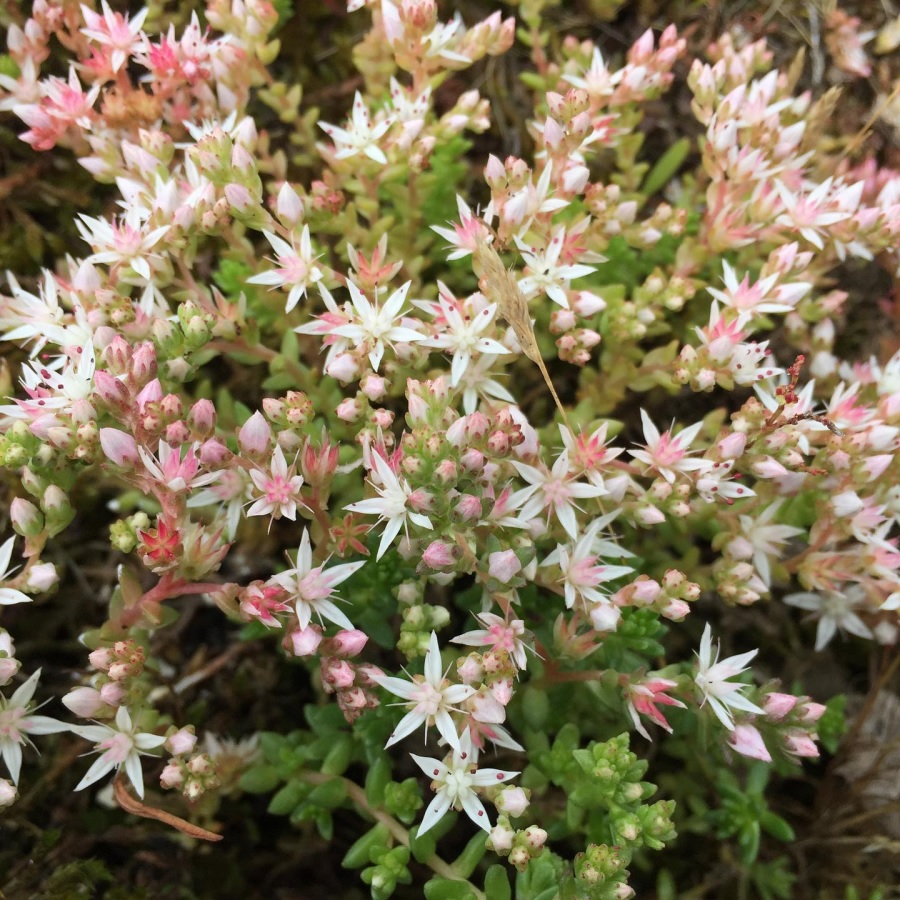 Sedum arenarium
