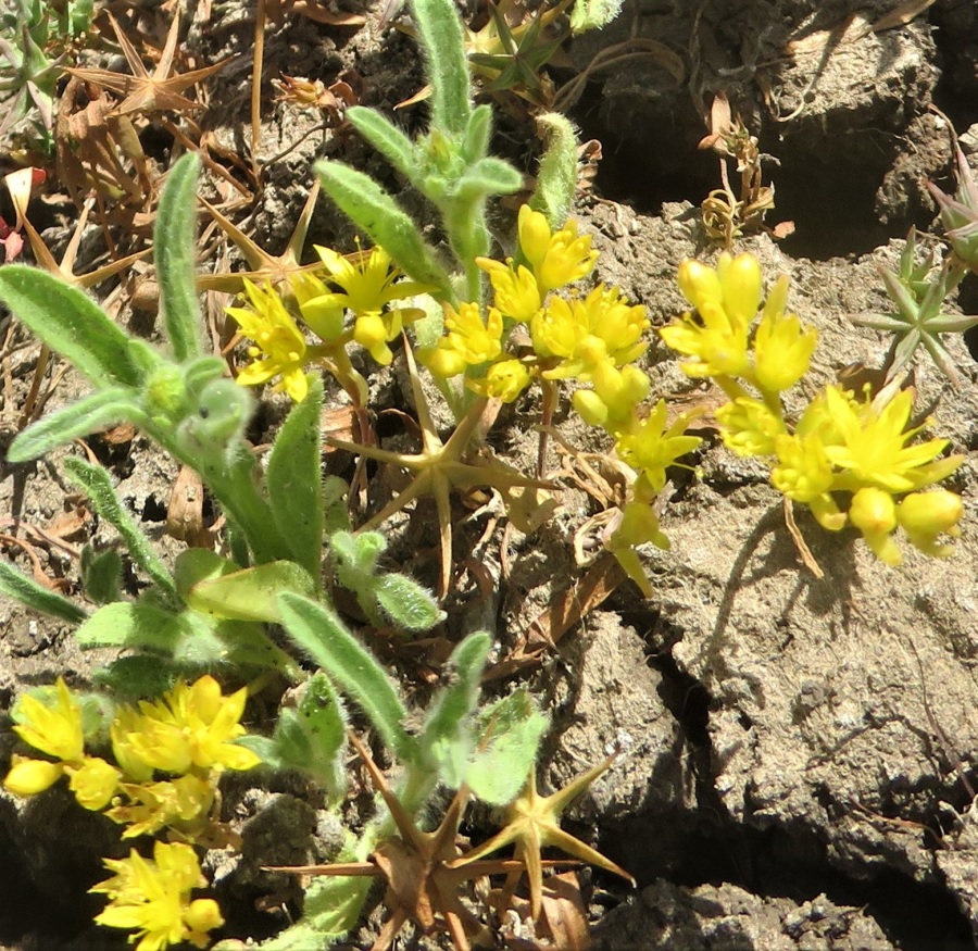 Sedum assyriacum