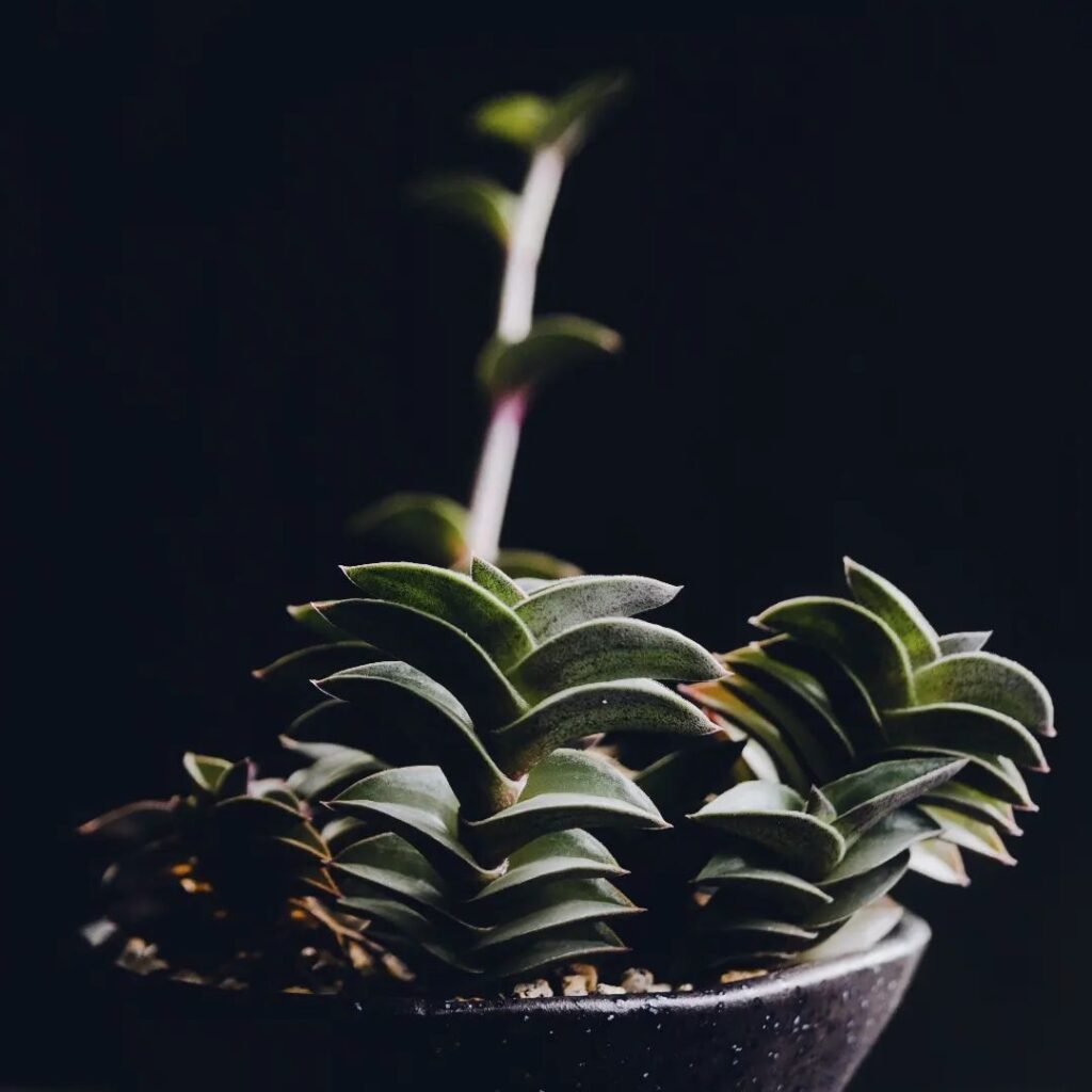 Tradescantia navicularis