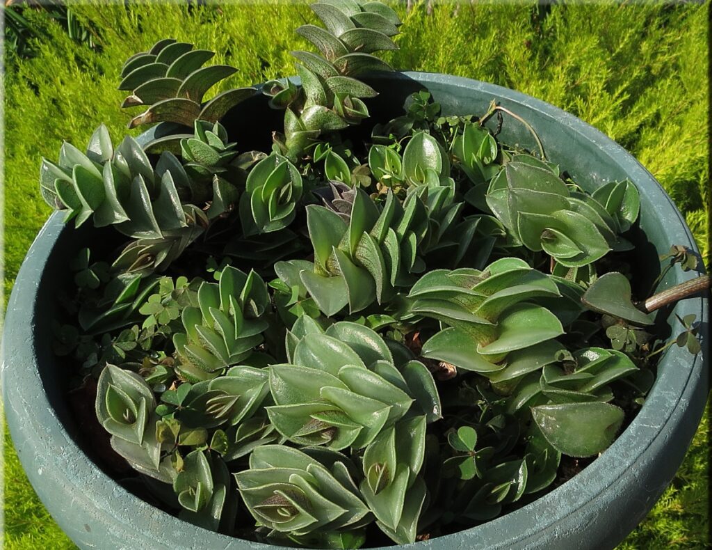 Tradescantia navicularis