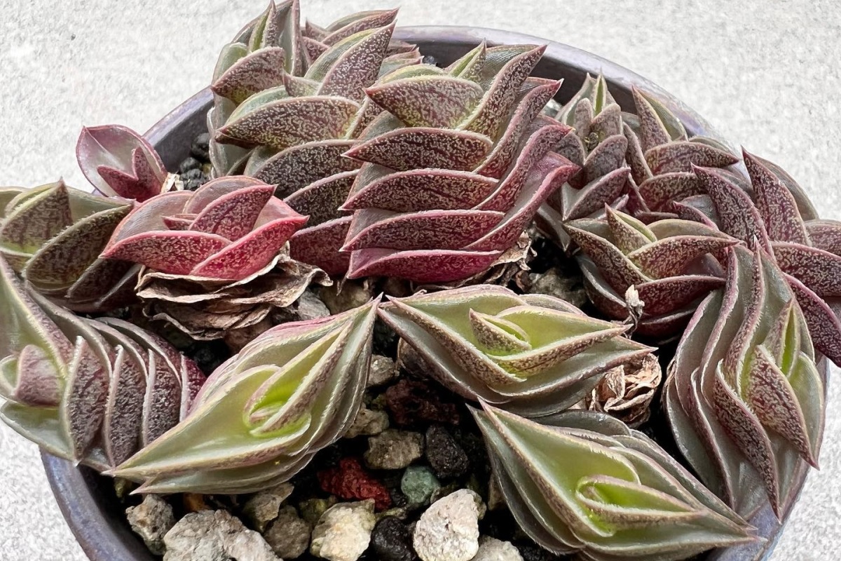 Tradescantia navicularis