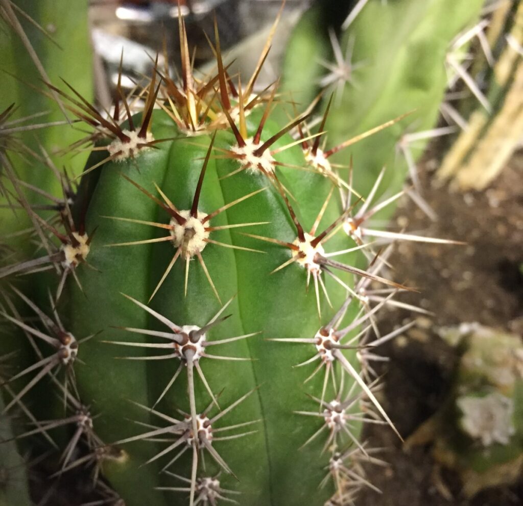 Trichocereus taquimbalensis