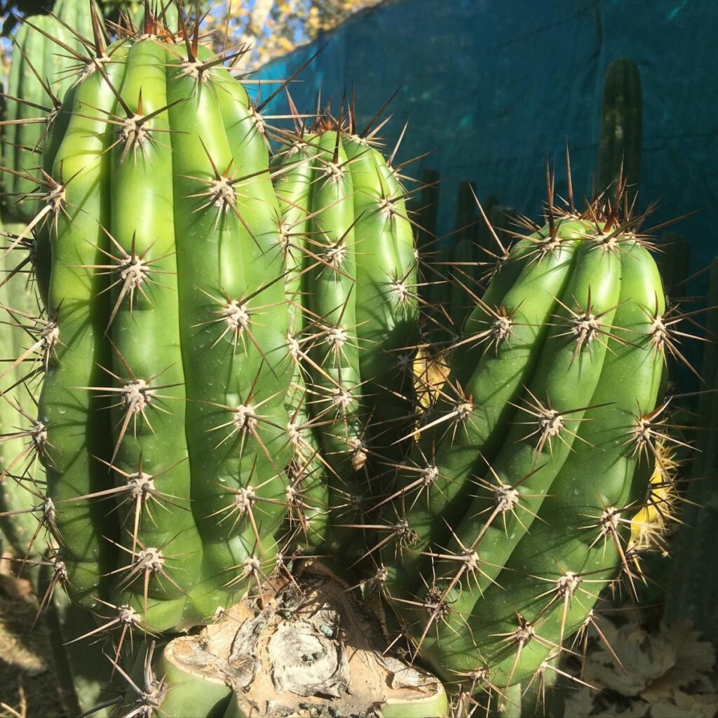 Trichocereus taquimbalensis