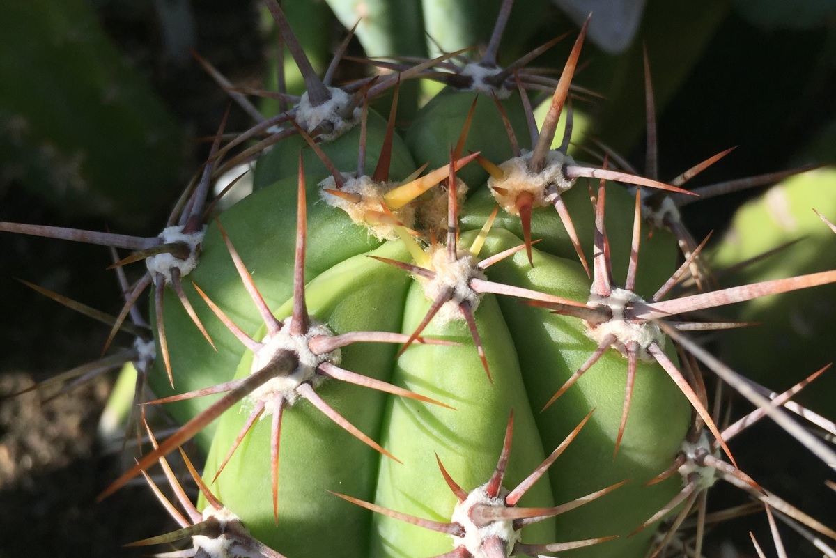 Trichocereus taquimbalensis