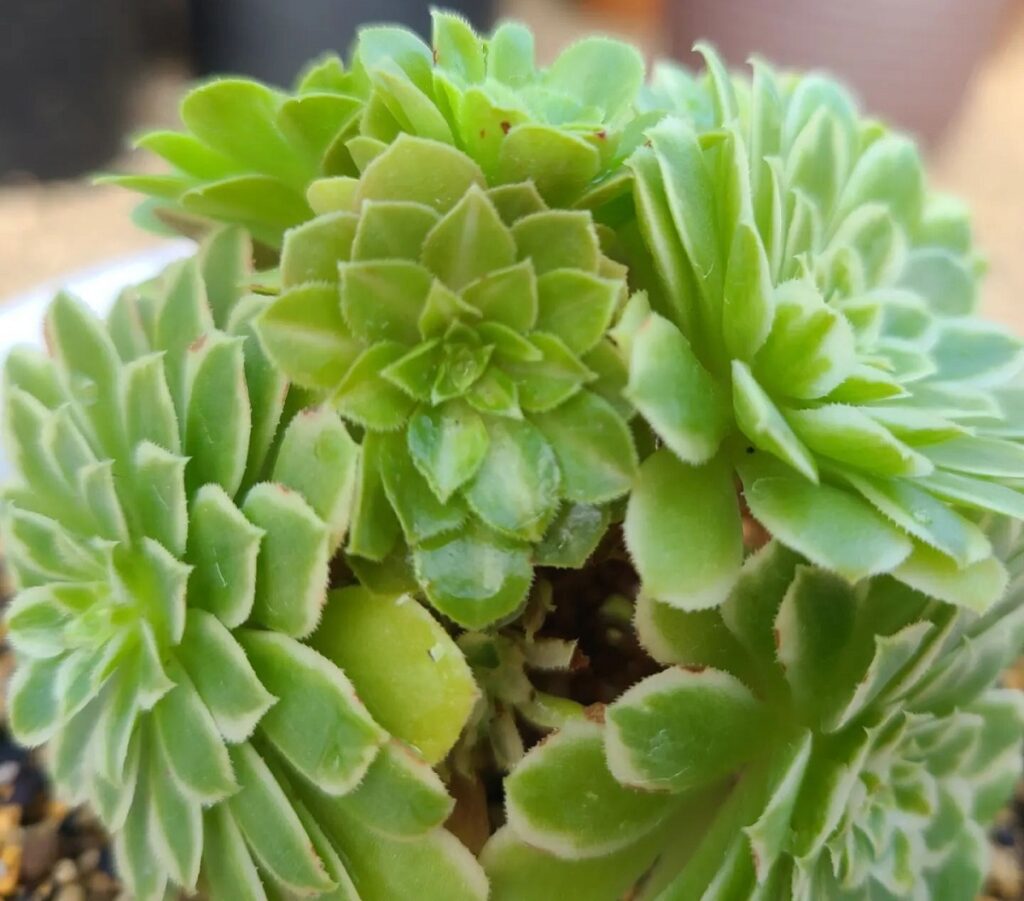 aeonium emerald ice