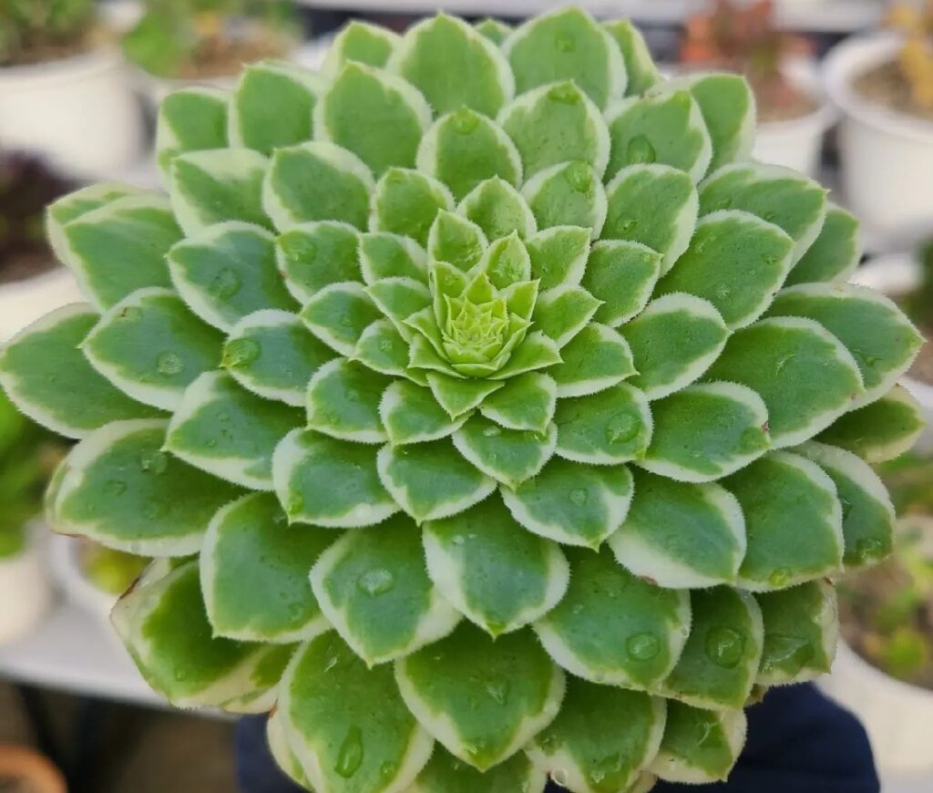 aeonium emerald ice