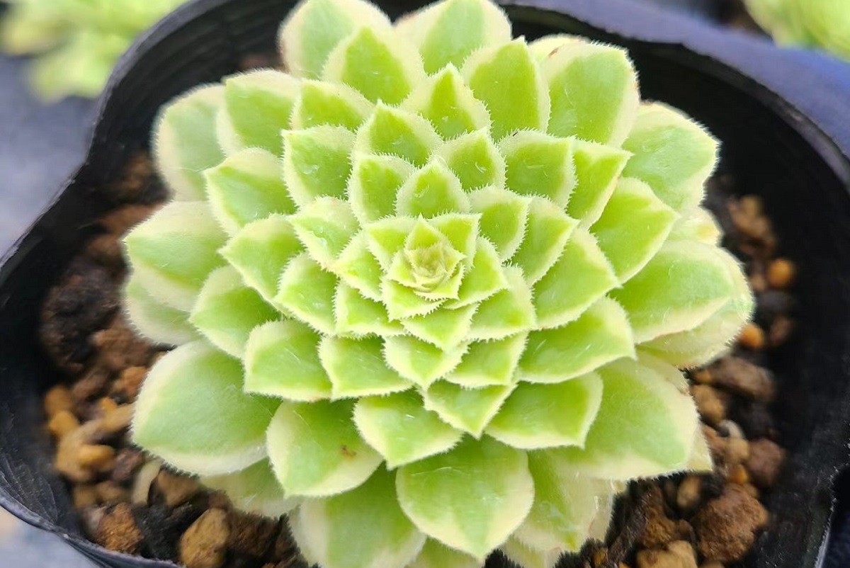 aeonium emerald ice