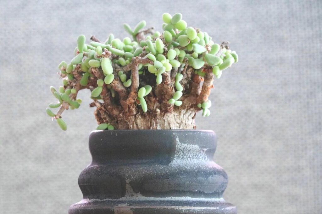ceraria pygmaea