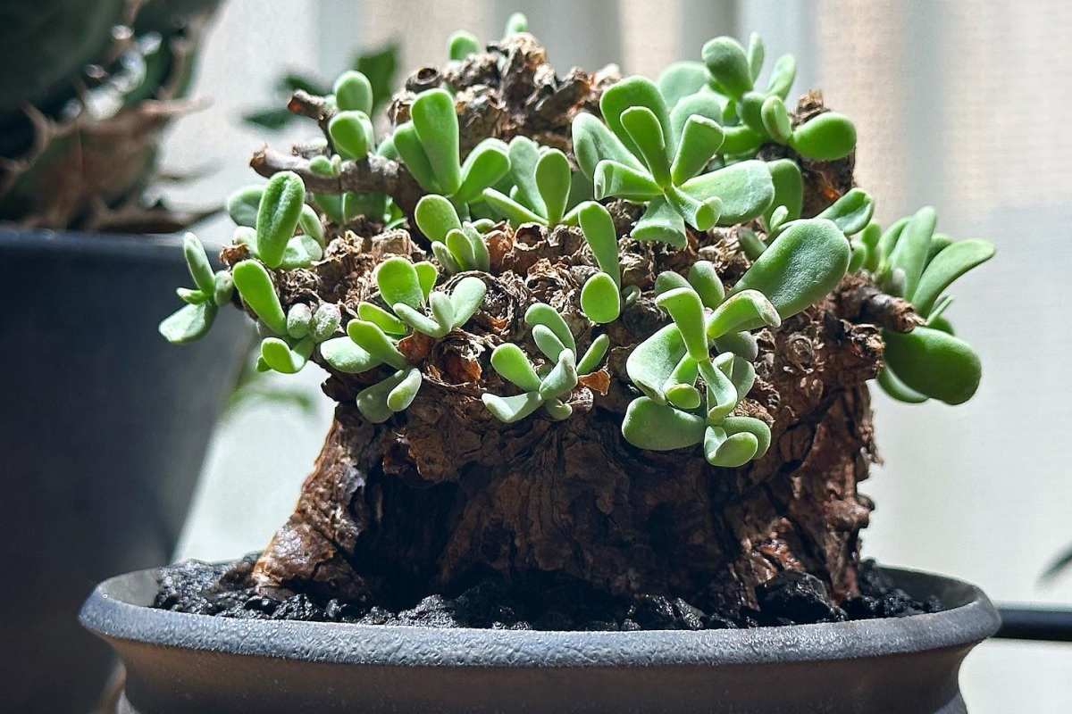 ceraria pygmaea