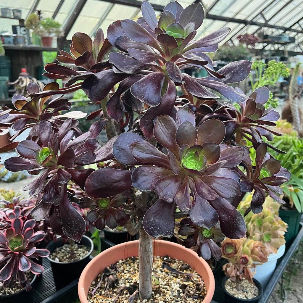 cyclops aeonium
