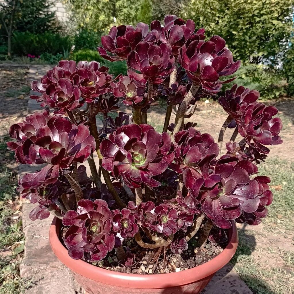 cyclops aeonium