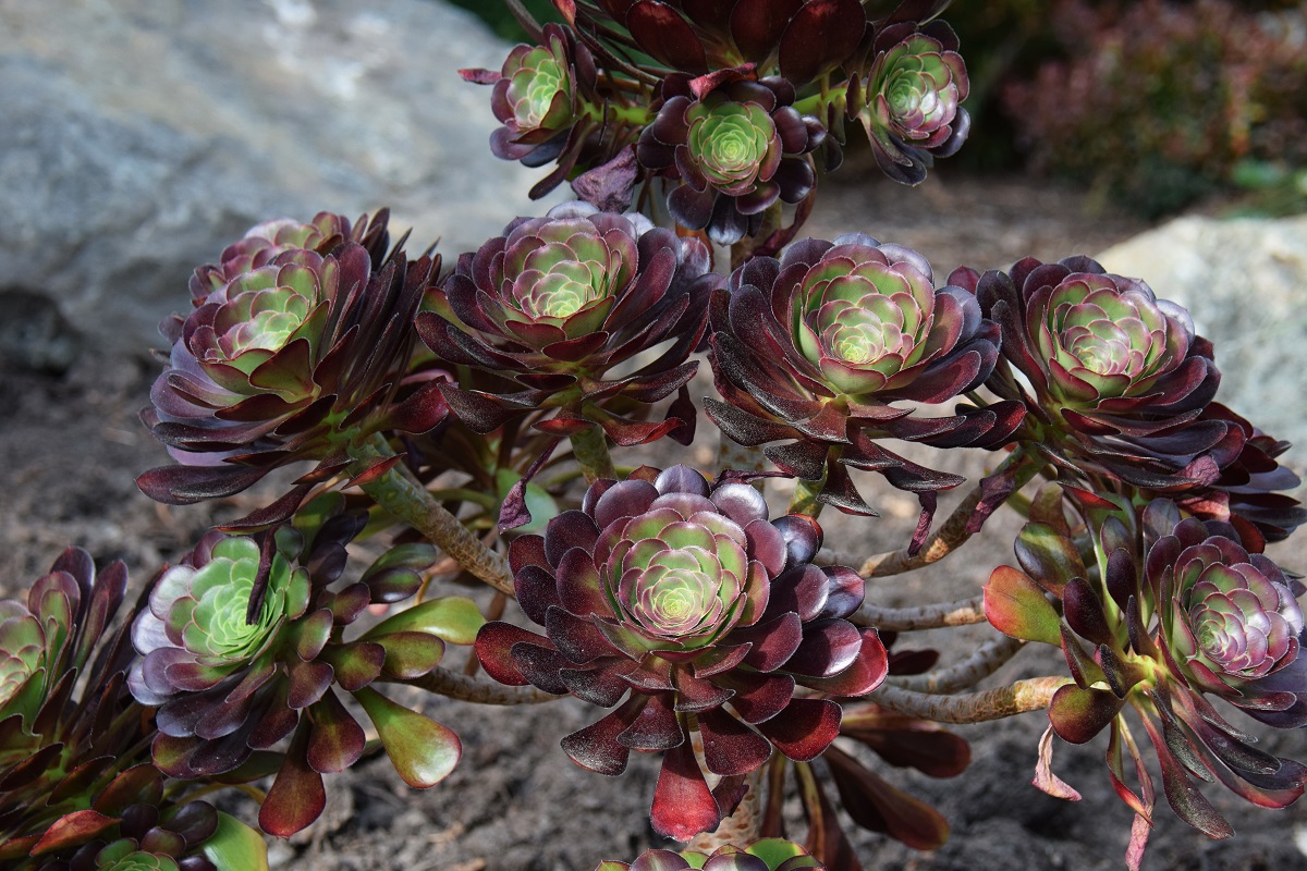 cyclops aeonium