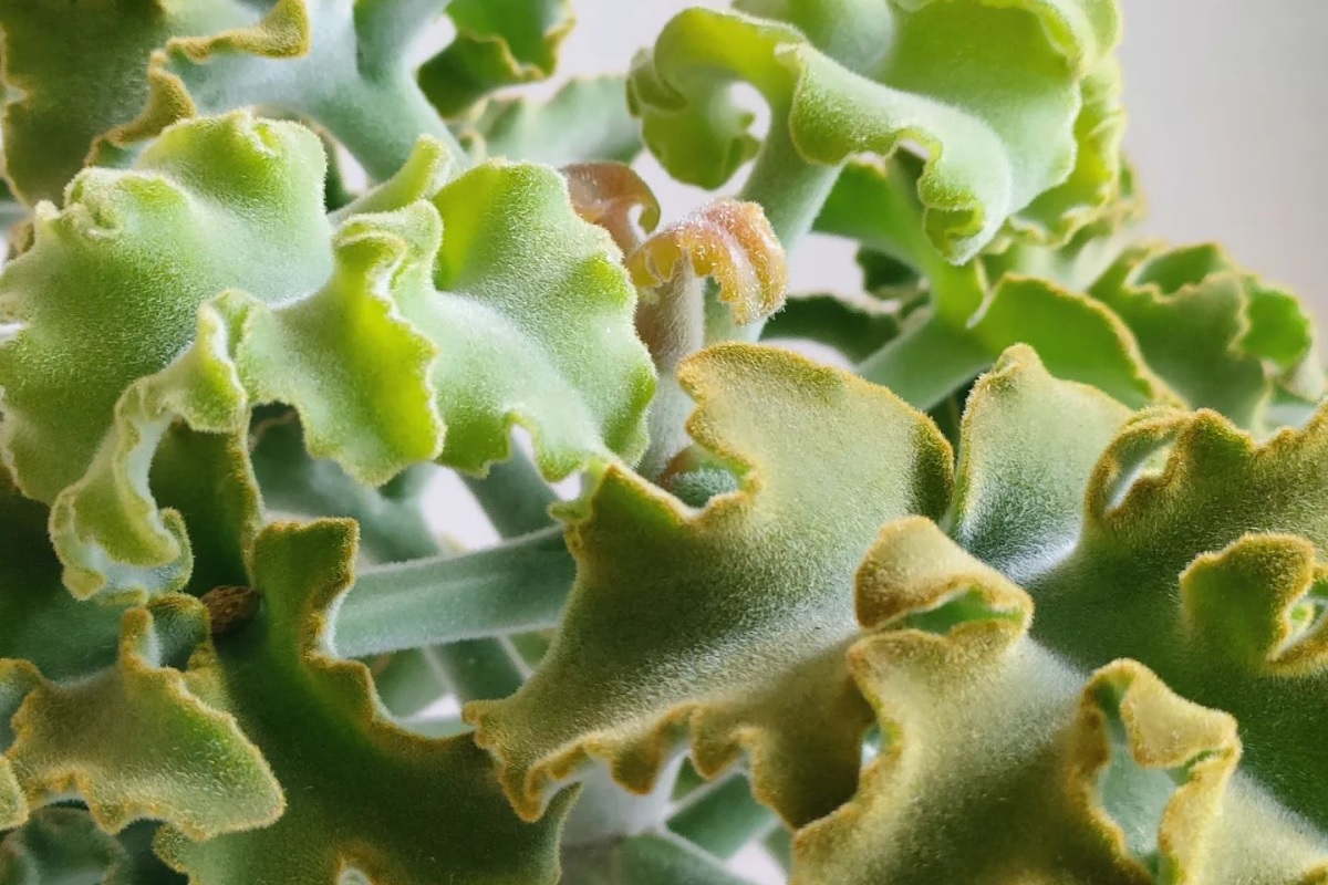 elephant ear kalanchoe