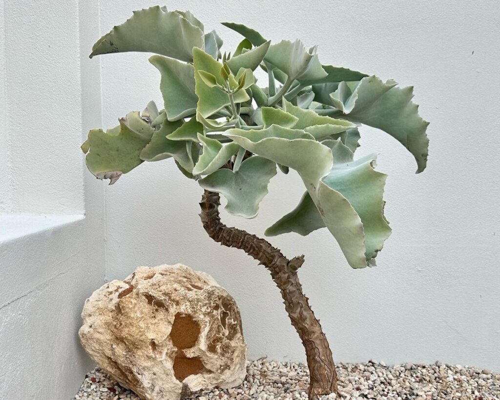 felt bush