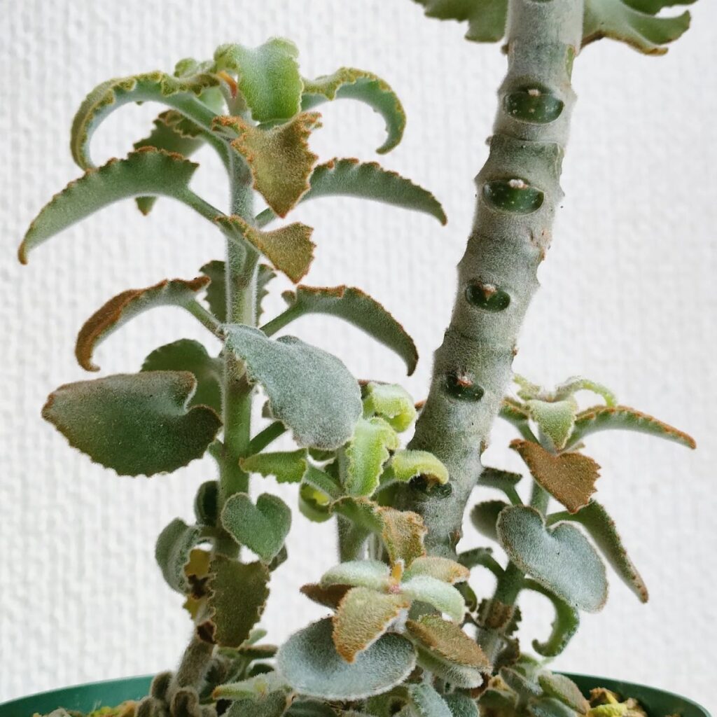 felt plant