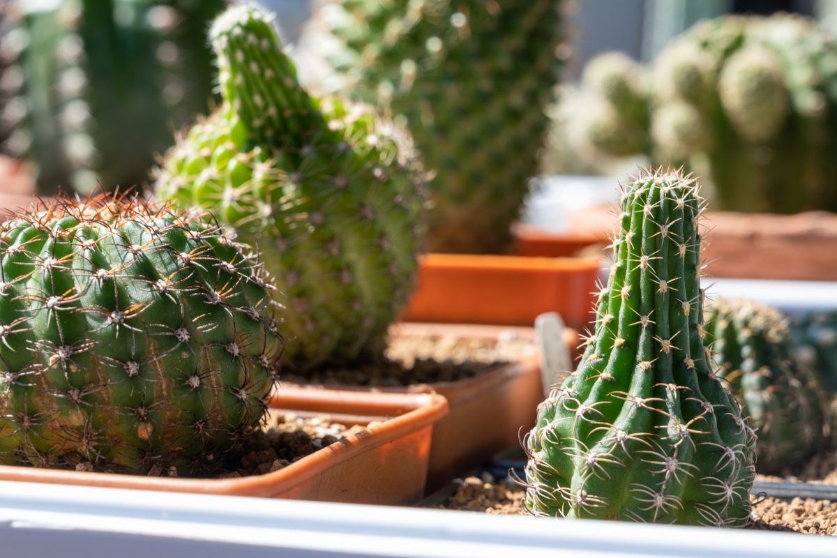 A sunburned cactus with discolored patches and softened tissue, a clear sign of overexposure to sunlight.