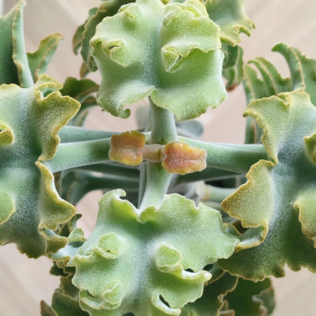 kalanchoe beharensis