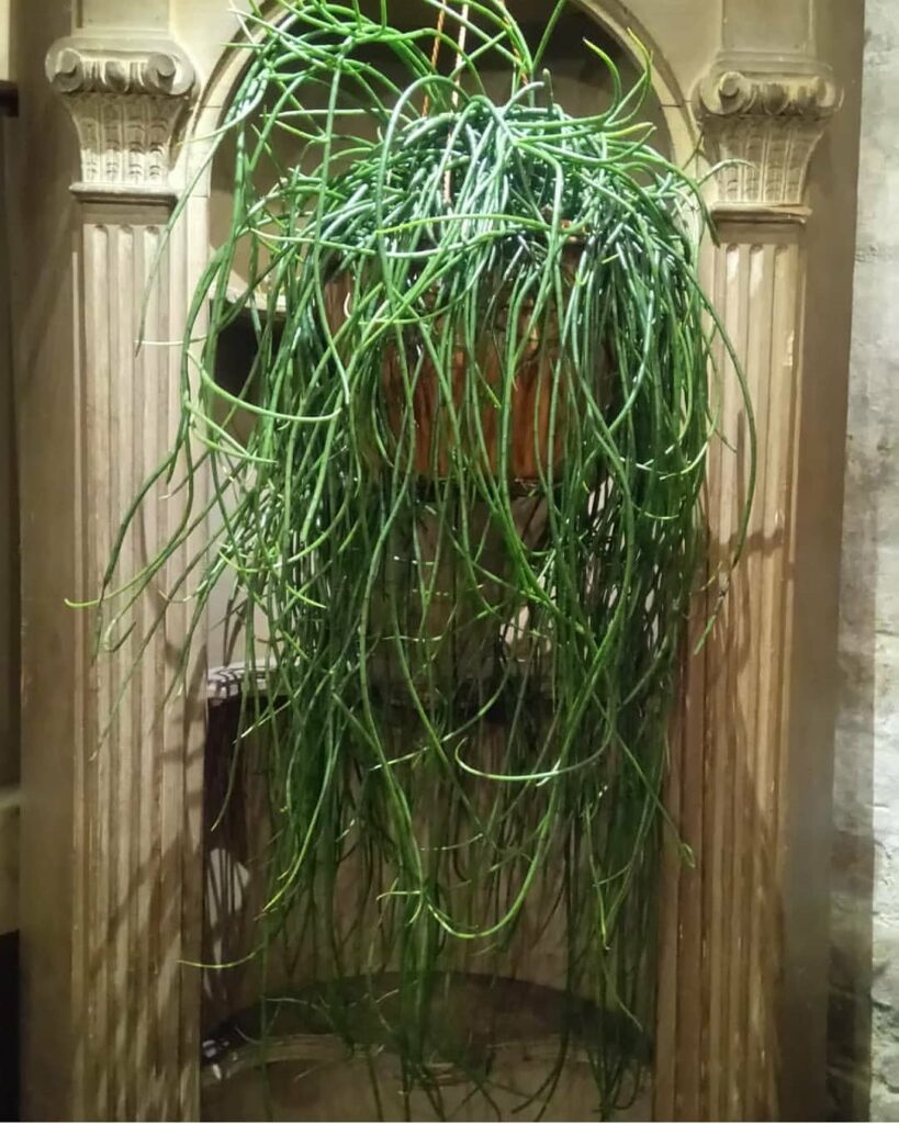 rhipsalis floccosa