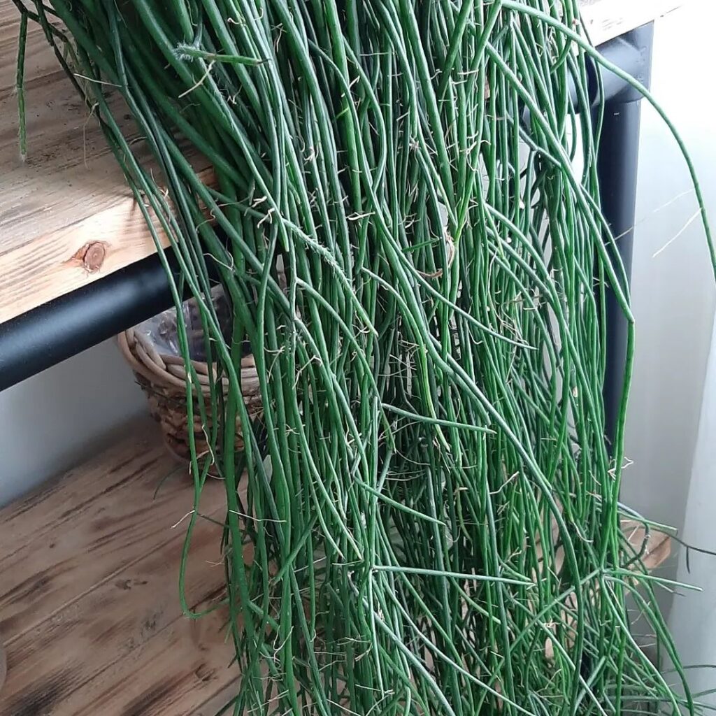 rhipsalis floccosa