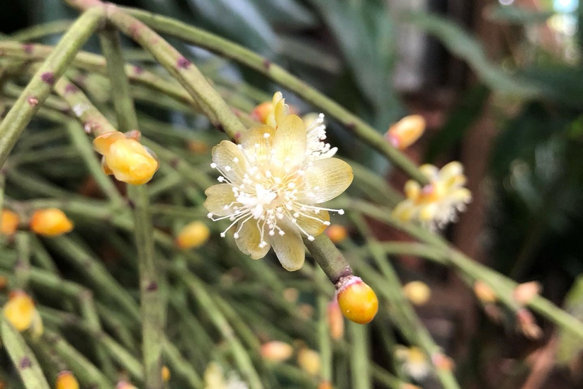 rhipsalis floccosa