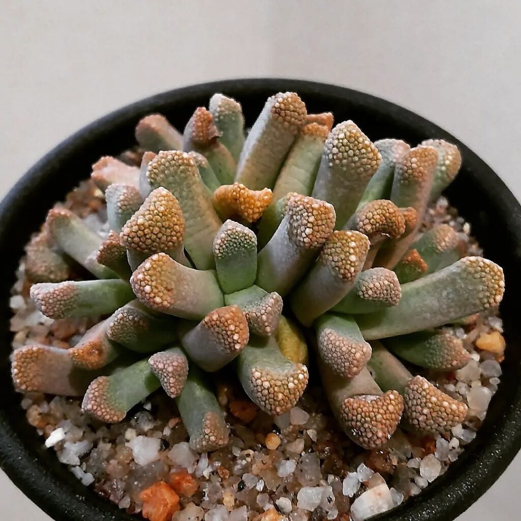 titanopsis schwantesii