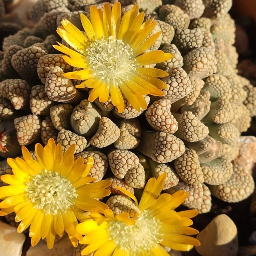 titanopsis schwantesii