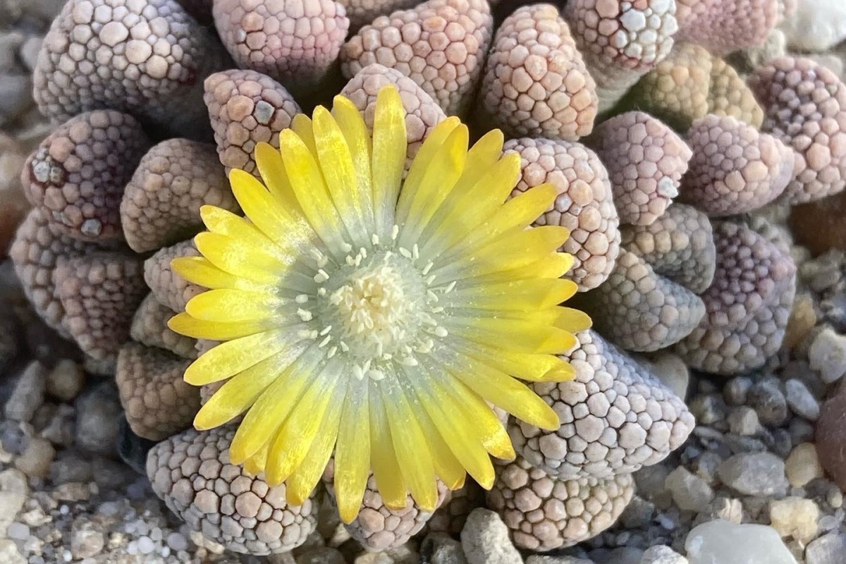 titanopsis schwantesii