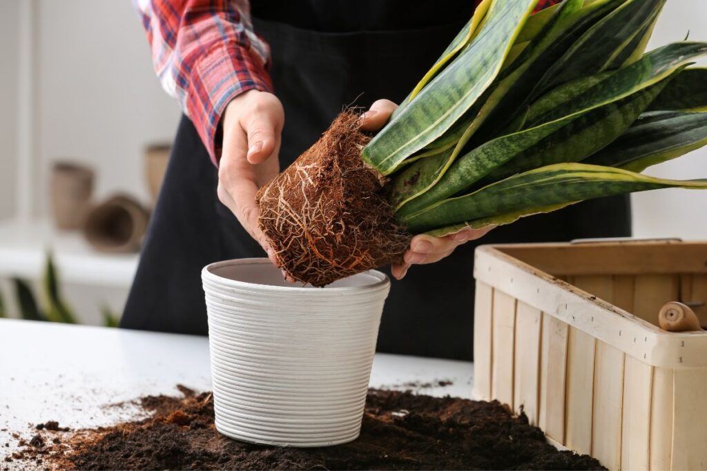 bound roots on snake plant