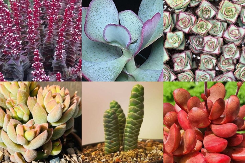 crassula lower classifications